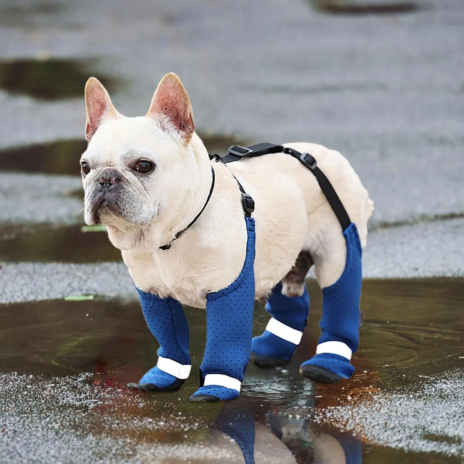 PawTrek Frenchie Paw Protectors Stain-proof Outdoor Footwear